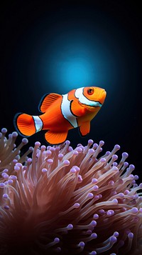 Clownfish animal nature ocean. 