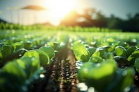 Smart Agriculture agriculture vegetable sunlight. AI generated Image by rawpixel.