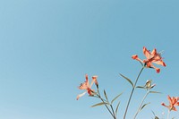 Summer flower sky outdoors nature. AI generated Image by rawpixel.
