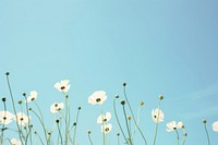Summer flowers sky outdoors blossom. AI generated Image by rawpixel.