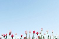 Tulip hill sky outdoors blossom. AI generated Image by rawpixel.