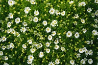 Meadow of chamomiles and grass outdoors nature flower. AI generated Image by rawpixel.