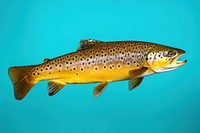 Brown trout animal fish underwater. AI generated Image by rawpixel.