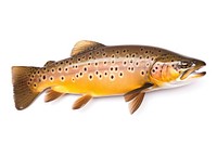 Brown trout animal fish white background. AI generated Image by rawpixel.