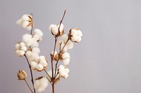 Cotton flowers on a branch ingredient freshness fragility. AI generated Image by rawpixel.