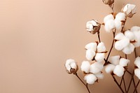 Cotton flowers on a branch fragility freshness magnolia. AI generated Image by rawpixel.