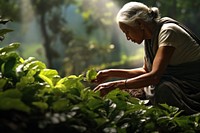 Indian senior woman plantation gardening outdoors. AI generated Image by rawpixel.