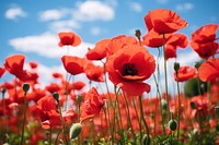 Poppy field outdoors blossom flower. AI generated Image by rawpixel.