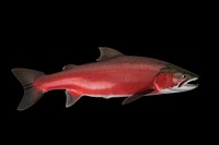 Salmon full body animal fish underwater. AI generated Image by rawpixel.