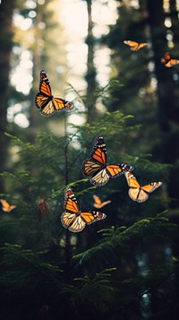 Monarch butterflies butterfly outdoors monarch. AI generated Image by rawpixel.