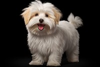 Coton de tulear toy terrier mammal animal. AI generated Image by rawpixel.