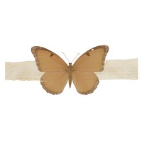 Butterfly insect animal white background. AI generated Image by rawpixel.