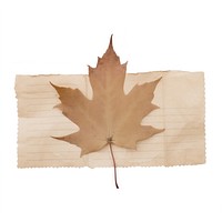 Maple leaf plant tree white background. AI generated Image by rawpixel.