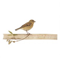 Bird sparrow animal white background. AI generated Image by rawpixel.