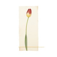 Minimal tulip with tape flower plant white background. AI generated Image by rawpixel.