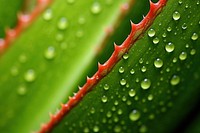 Aloe vera backgrounds plant leaf. AI generated Image by rawpixel.