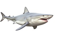 Shark animal fish white background. 