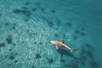 Huge shark nature underwater outdoors. AI generated Image by rawpixel.