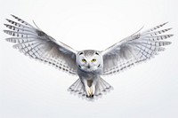 Owl in flight bird owl animal. AI generated Image by rawpixel.