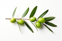 Olive branch with green olives plant leaf tree. AI generated Image by rawpixel.