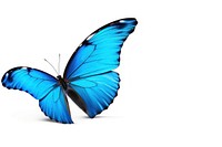 Blue butterfly animal insect flying. AI generated Image by rawpixel.
