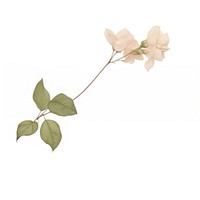 Leaf bougainvillea plant stuck with adhesive tape flower petal rose. AI generated Image by rawpixel.