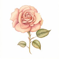Rose flower drawing plant white background. AI generated Image by rawpixel.