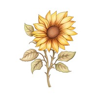 Sunflower drawing plant inflorescence. AI generated Image by rawpixel.
