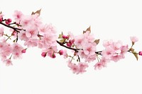 Sakura blossom flower branch. AI generated Image by rawpixel.