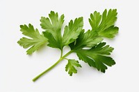 Parsley herb herbs plant green. AI generated Image by rawpixel.