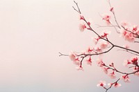 Cherry blossom outdoors branch flower. AI generated Image by rawpixel.