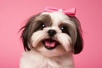 Shih Tzu dog mammal animal. 