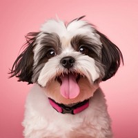 Shih Tzu dog mammal animal. 