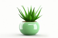 Aloe vera plant vase xanthorrhoeaceae. AI generated Image by rawpixel.