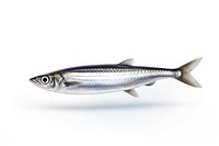 Anchovy fish sardine seafood animal. AI generated Image by rawpixel.