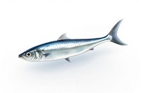 Anchovy fish seafood animal shark. AI generated Image by rawpixel.