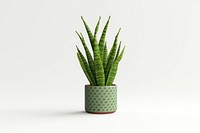 Snake plant aloe vase xanthorrhoeaceae. AI generated Image by rawpixel.