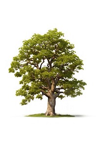 Oak tree plant white background tranquility. AI generated Image by rawpixel.