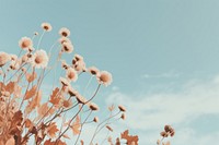 Aesthetic flower sky outdoors. AI generated Image by rawpixel.