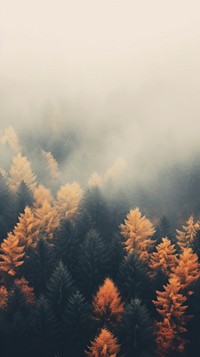 Autumn forest nature outdoors plant. AI generated Image by rawpixel.
