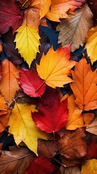 Autumn leaves nature plant maple. AI generated Image by rawpixel.
