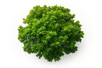 Green tree backgrounds plant maple. AI generated Image by rawpixel.