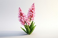 Hyacinth flower blossom petal plant. AI generated Image by rawpixel.