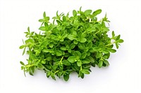 Thyme plant herbs leaf. AI generated Image by rawpixel.