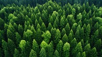 Green trees forest vegetation outdoors. AI generated Image by rawpixel.