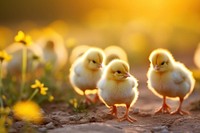 Baby chicks outdoors poultry animal. AI generated Image by rawpixel.