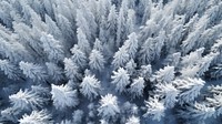 Snowy trees forest outdoors woodland. AI generated Image by rawpixel.