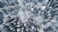 Snowy trees forest outdoors nature. 