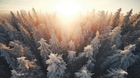 Snowy trees forest outdoors nature. AI generated Image by rawpixel.