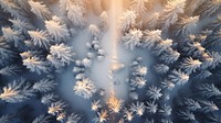 Snowy trees outdoors nature forest. 